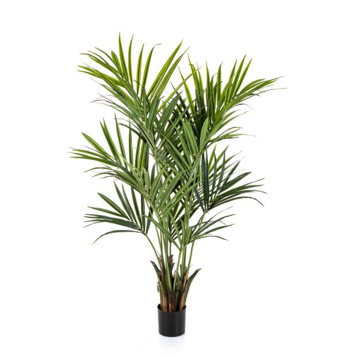 Palmera Kentia