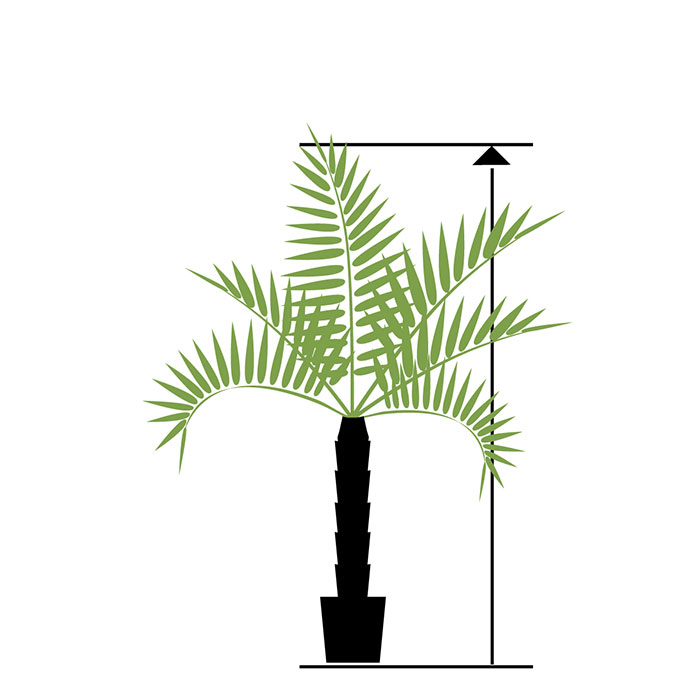 Palmeras grandes a partir de 200 cm