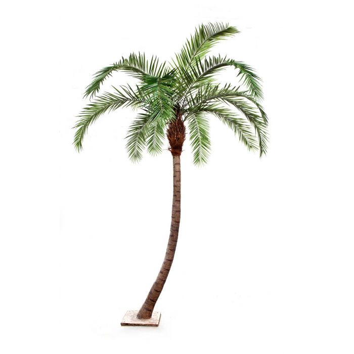 Palmera canaria