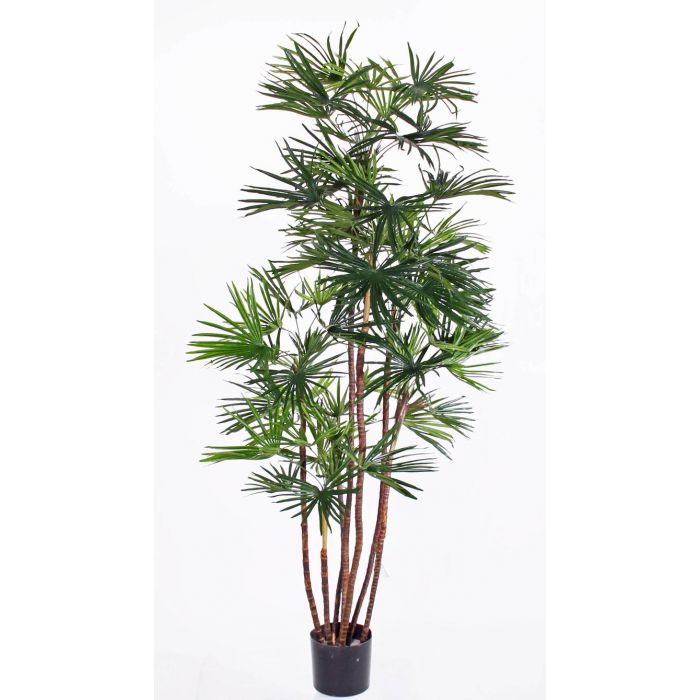 Palmera Rapis