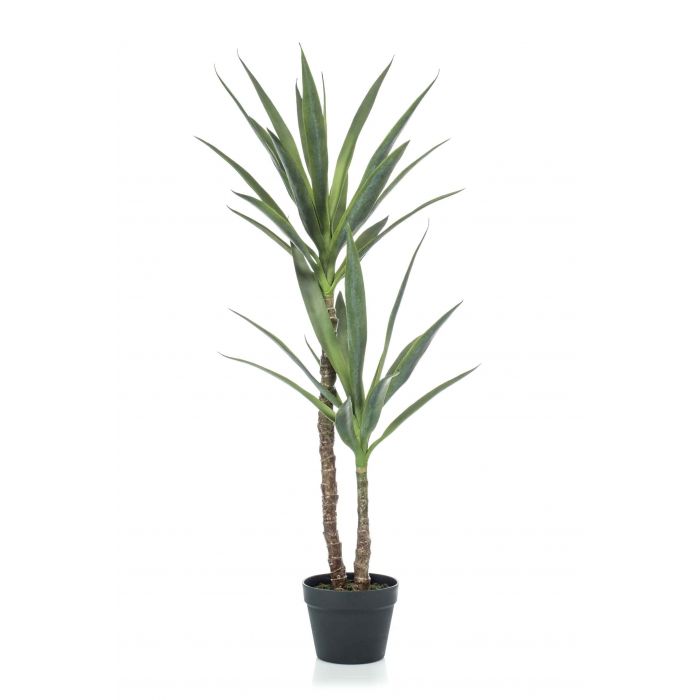 Palmera Yuca