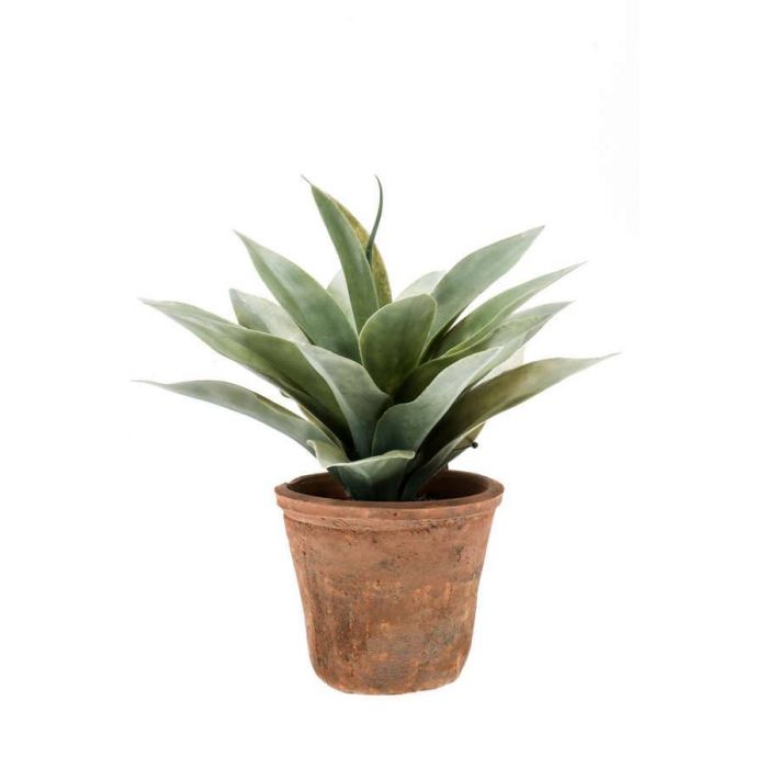Agave