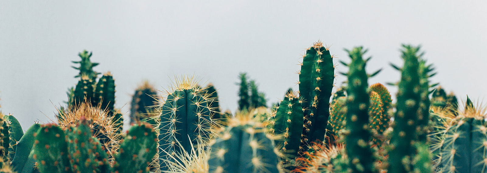 Cactus artificiales