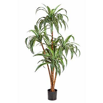 Dracaena grande
