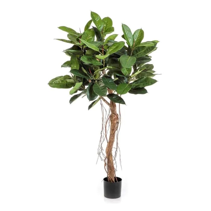 &Aacute;rboles de caucho