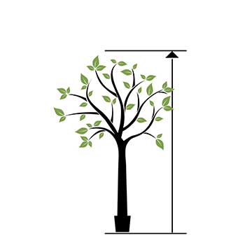 &Aacute;rboles grandes desde 200 cm