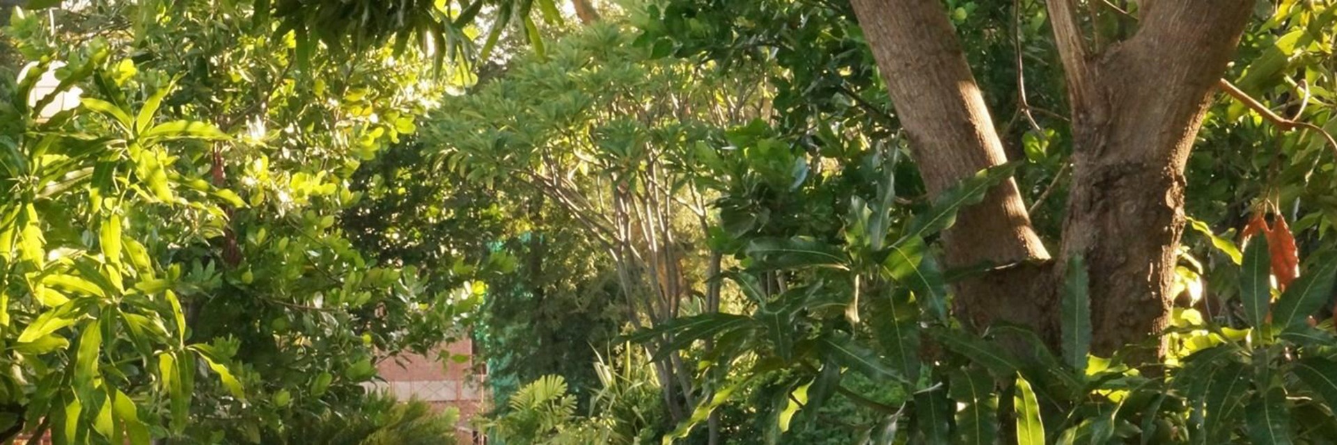 &Aacute;rboles artificiales de aspecto real