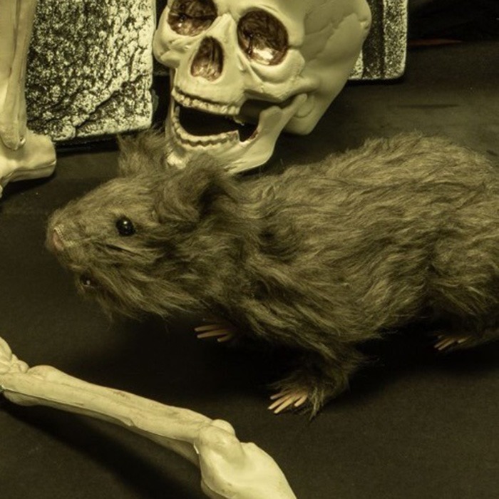 Animales de Halloween
