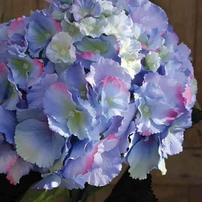 Hortensias azules