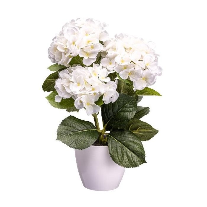 Hortensias en maceta
