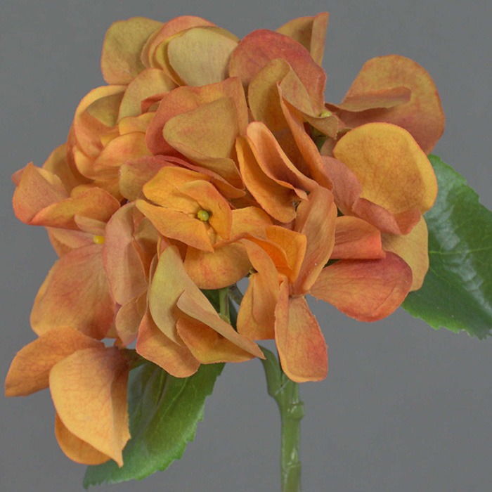 Hortensias naranjas