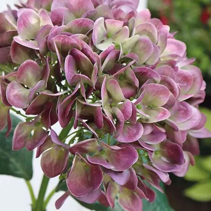 Hortensias lilas