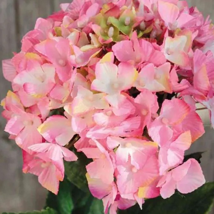 Hortensias rosas