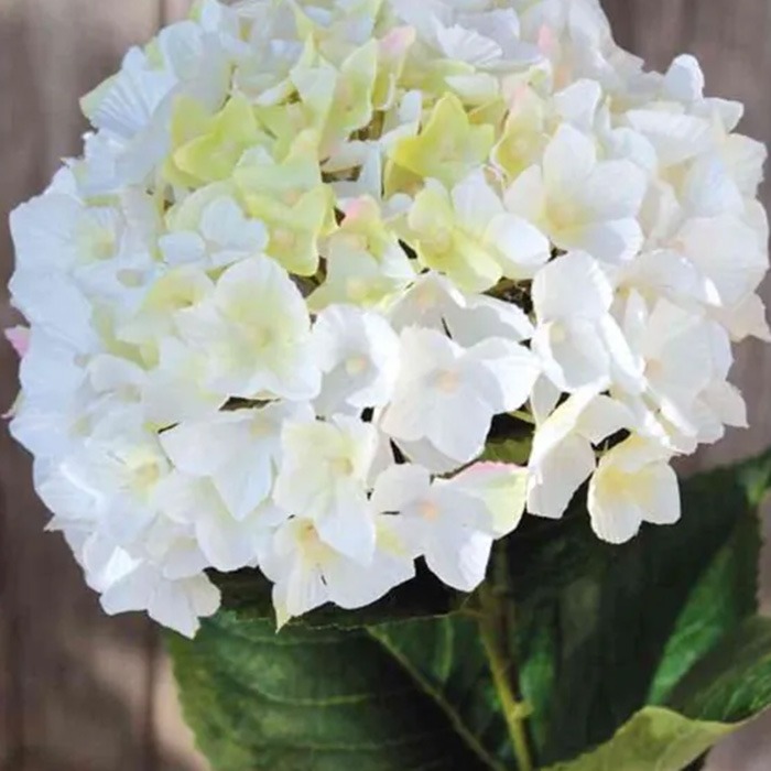 Hortensias blancas