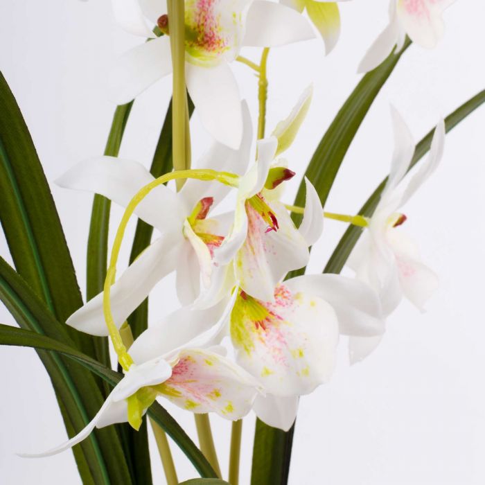 Dendrobium