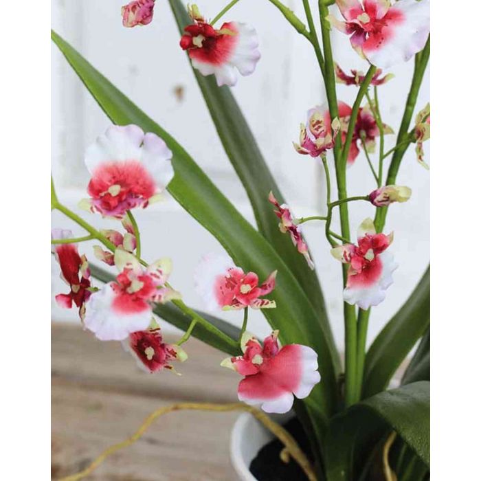 Oncidium