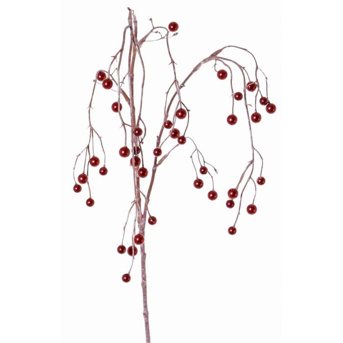 Symphoricarpos