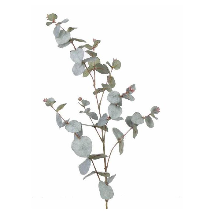 Ramas de eucalipto